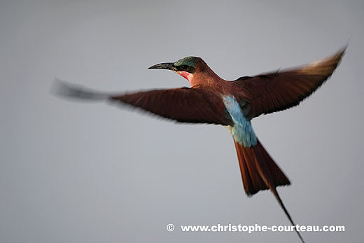 Southern Carmine Bee-Eater Flying