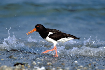 Pie Oystercatcher running in front of the waves