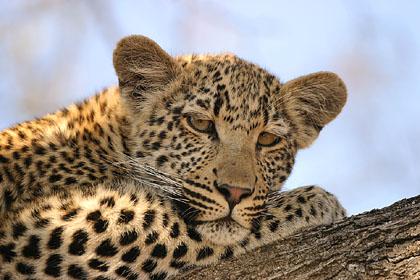 Young Leopard in tree.