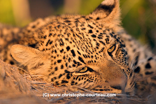 Young leopard still sleepy on top of a termite mound