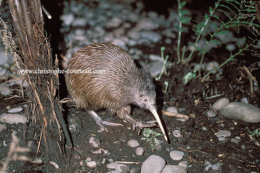 Kiwi austral, déambule en forêt la nuit