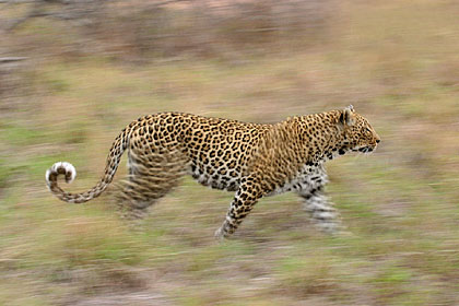 Leopard, run for hunting at down