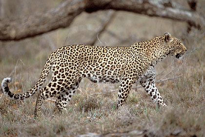 Lopard, arpente son territoire de chasse