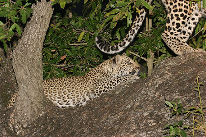 Young leopard with his mother in a tree during the night