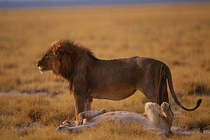 Couple de lions après l'amour...