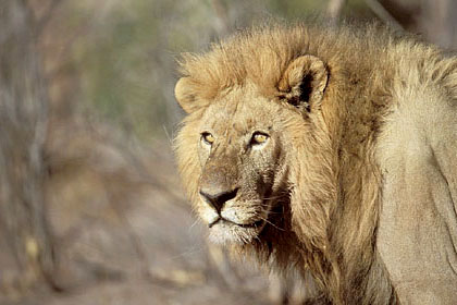 Lion - grand mâle adulte