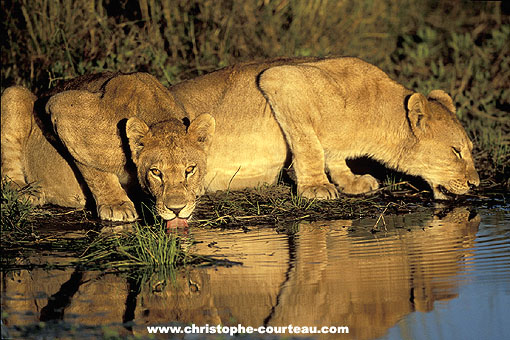 Lionesses at the water hole at sunset
