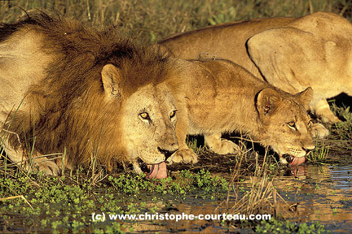 Lions au point d'eau / Okavango Delta / Botswana