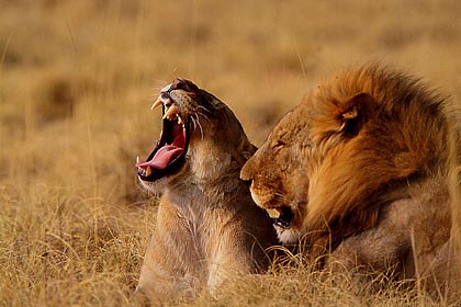 Couple de lions. Priode d'accouplement