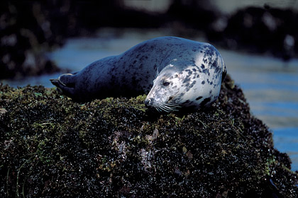 Grey Seal at rest. Low tide