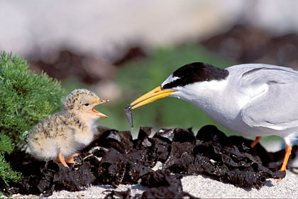 Little Tern. Feeding