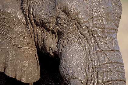 Eléphant : détail de la peau recouverte de boue