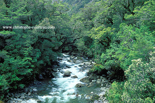 Wild white water in Pristine Forest / Fiordland